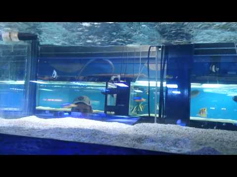 Beware of the Damsel trap!