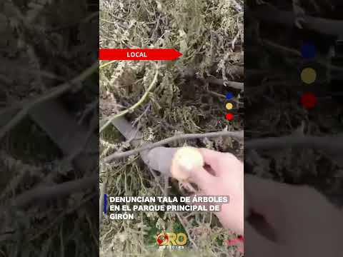 Tala de árboles en Girón | Oro Noticias