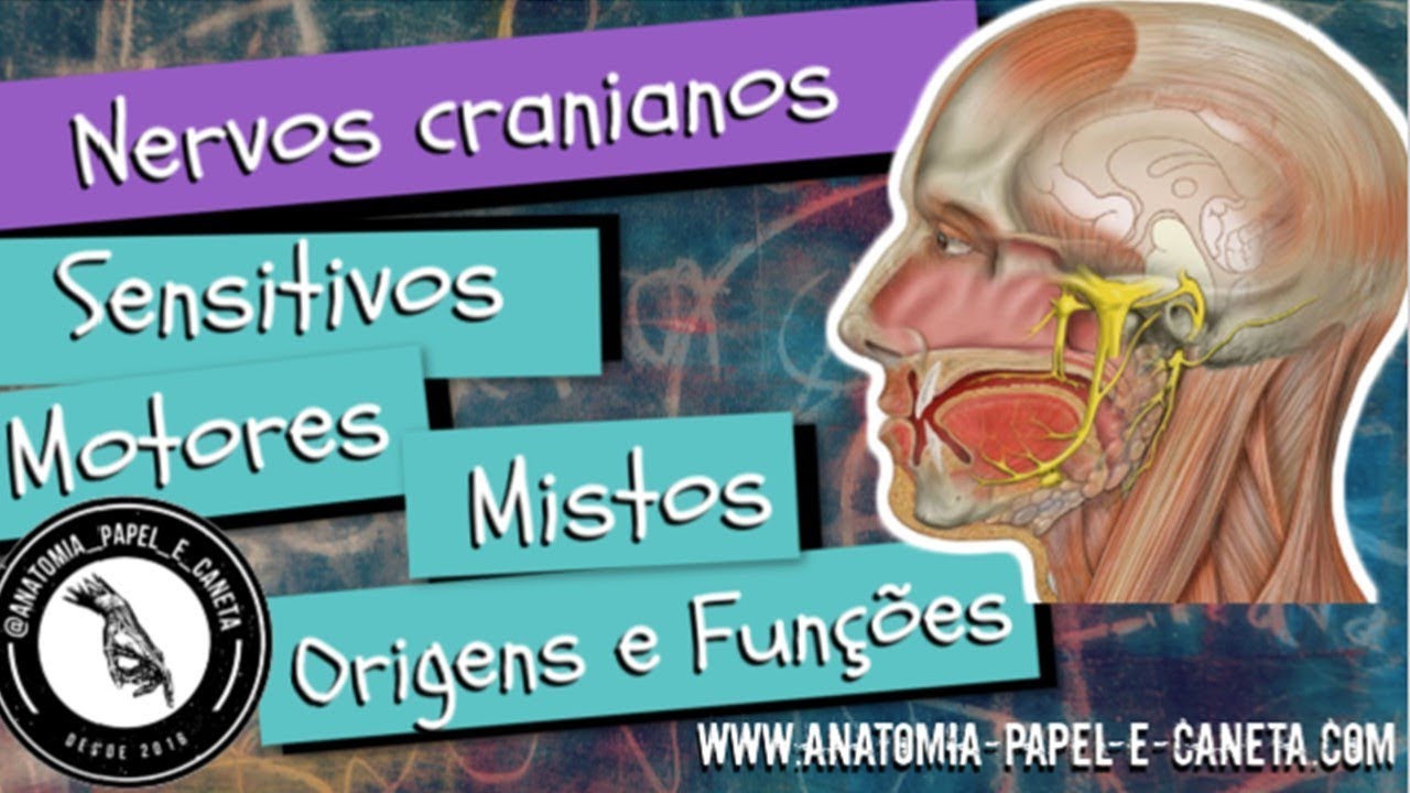 NERVOS CRANIANOS - Sensitivos, Motores e Mistos - Origens e funções