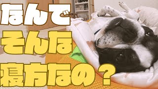 ゴロゴロの癖が強いワンコ🐶