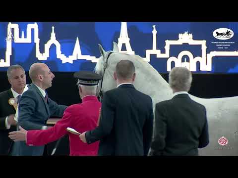 N 117 SHAKAR PEGASUS   World Arabian Horse Championship 2021   PARIS   Senior Stallions Class 6B