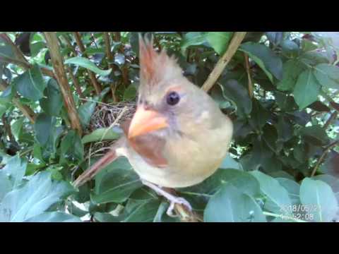 Cardinal mom returns to the backyard nest - day 3