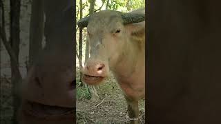 Bocil Berkumpul main