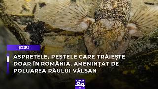 Aspretele, peștele care trăiește doar în România, amenințat de poluarea râului Vâlsan