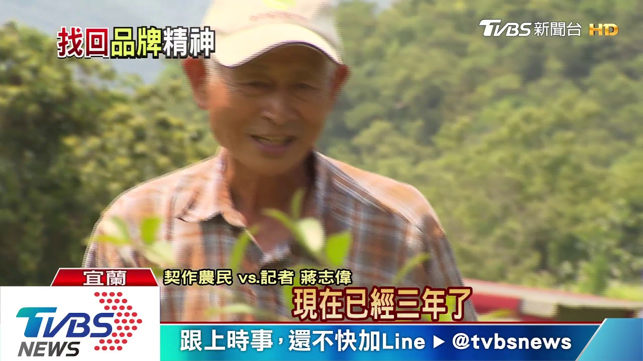 苦茶油製作費工　種「苦茶籽」一年採收一次
