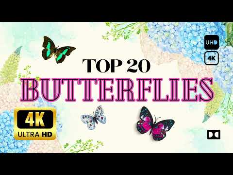 NATURES AMAZING COLORS | BUTTERFLIES WORLD (4K UHD) #naturein4k