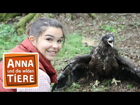 Wie der Seeadler fliegt (Doku) | Reportage für Kinder | Anna und die wilden Tiere