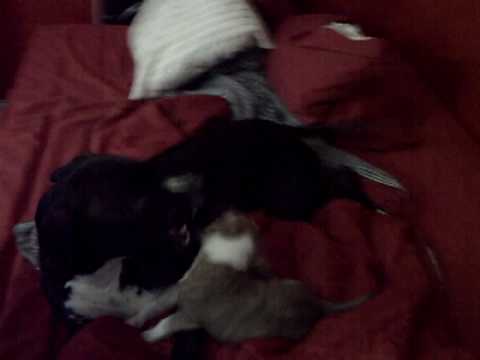 Mike Vick Pit-Bull Fights.... Viewer discretion is advised...