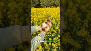 Download lagu Kucing bermain ketaman bunga #shorts #kucinglucu #kucing  #feedshorts mp3 Download lagu Kucing bermain ketaman bunga #shorts #kucinglucu #kucing  #feedshorts mp3