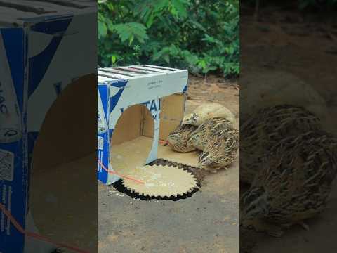 Really Quick DIY Quail Trap Idea Using Cardboard Box #Outdoors #survival #skills #camping