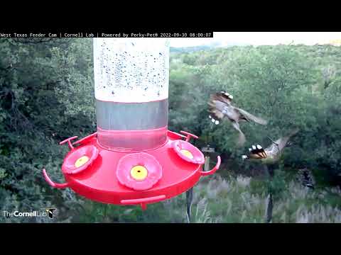 Hummingbirds Dip Their Bills For Sweet Nectar In West Texas – Sept. 30, 2022