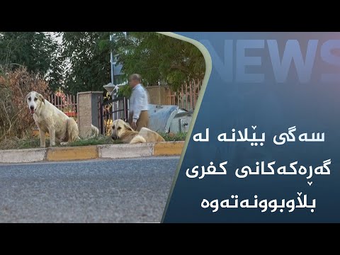 بەڤیدیۆ.. سەگی بێلانە لە کۆڵان و گەڕەکەکانی کفری بڵاوبوونەتەوە