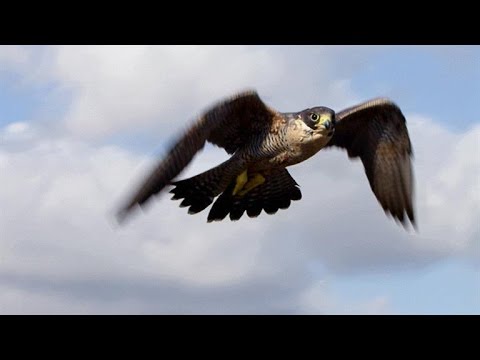 How the World's Fastest Animal Hunts!