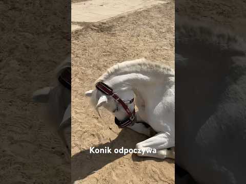 #kon #konie #kuc #style #fashion #love #jesus #bible #photography #youtubeshorts #instagram #tiktok