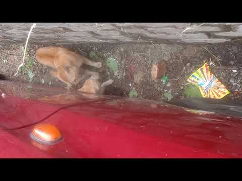 cat fighter😾😾😾😾😾🐈