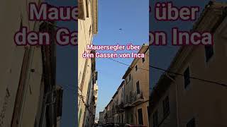 #mallorca #birds #birding #birdwatching #vogel #nature #wildlife #natur #mauersegler #swifts #vögel