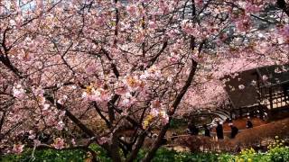 神奈川県松田町 第19回 まつだ桜まつり