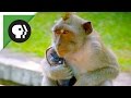 Monkeys Steal People's Belongings to Trade for Food