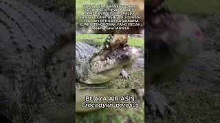 Download lagu Suara buaya memakan kepala hewan  #hewanliar #buaya #hewanbuas mp3