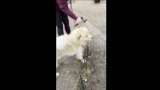 Video preview image #1 Chow Chow Puppy For Sale in San Antonio, TX, USA