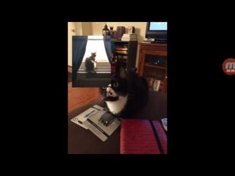 Cat and Mar Deon the Chrissy Friends