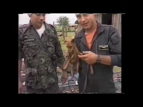 ACIDENTE AVIÃO VARIG VÔO 254 CAIU NA FLORESTA AMAZÔNICA (03.09.1989) São José do Xingú- MT-Brasil