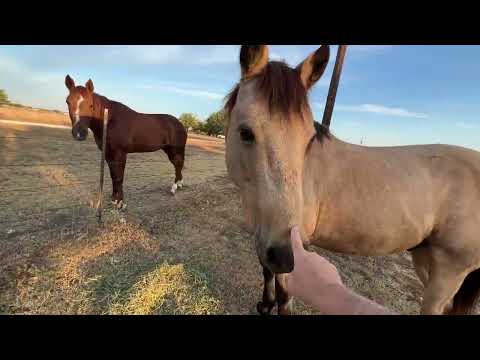 Morning Feeding The Horses & Walk and Talk