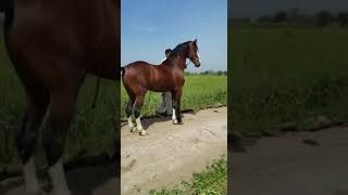preview picture of video 'Baadal/بادل (Oriental Horses of Pakistan)'