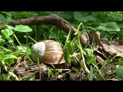Parcul Natural Lunca Muresului