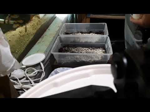 Splitting a white worm culture