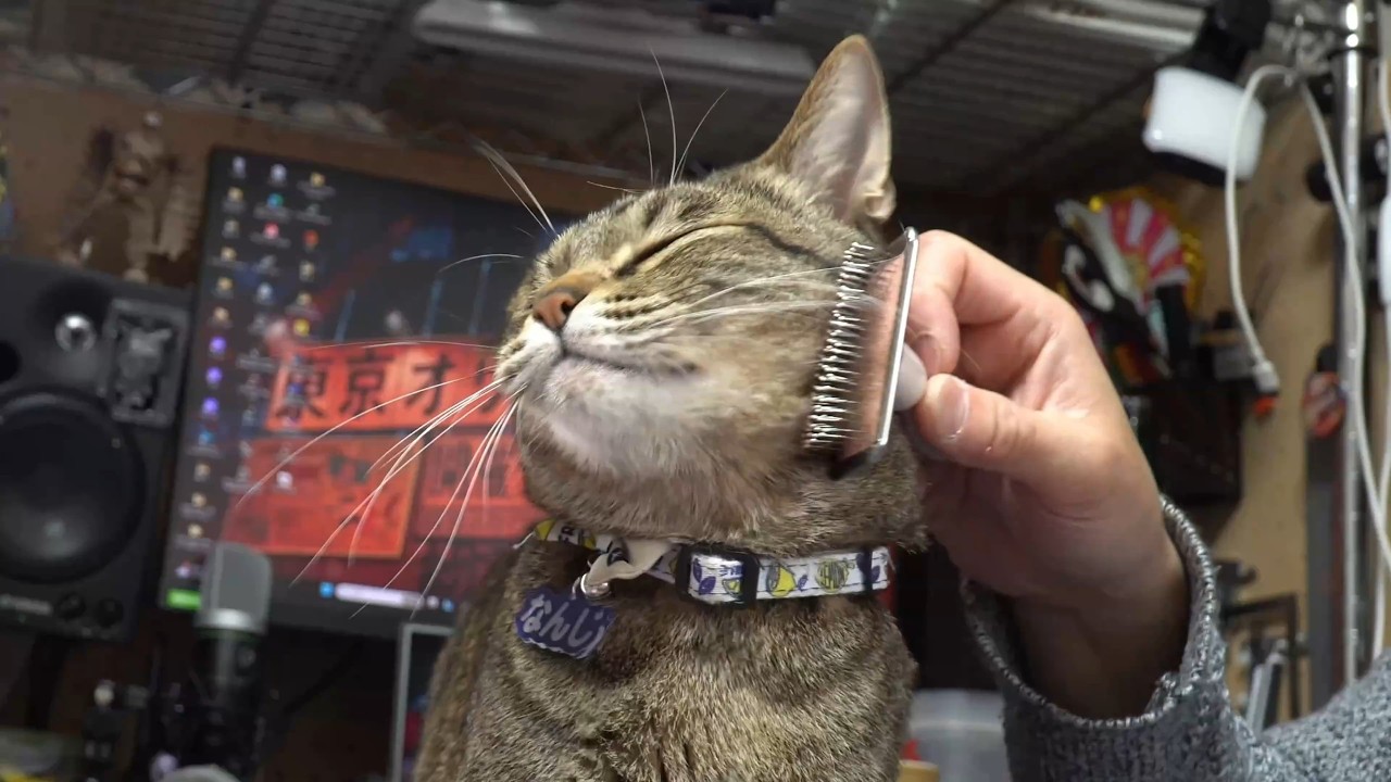 ブラッシングされるのにも個性が出る猫様