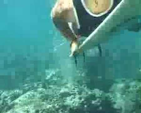 H-79 surfing Mauritius