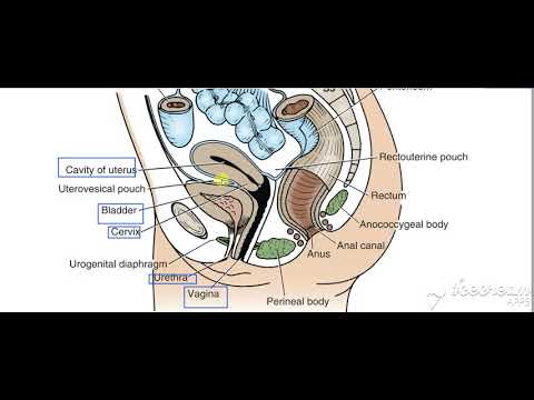 Urinary bladder superior surface relations 2