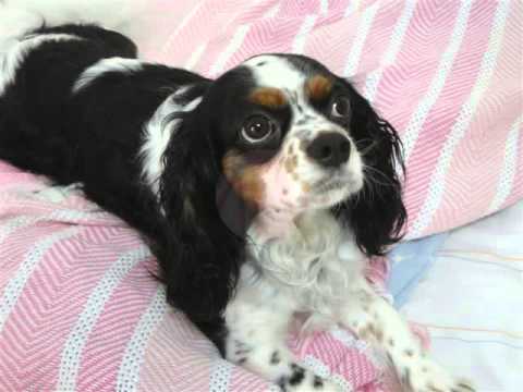 happy fourth birthday cosette!!!