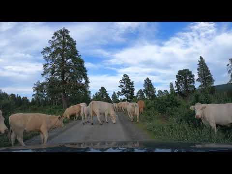 Kuer Kyr - Cows - 奶牛 - 庫爾 - Vacas - गायों - گائے - أبقار - Langsua Nasjonalpark - Norway 🇳🇴 Norge 5K