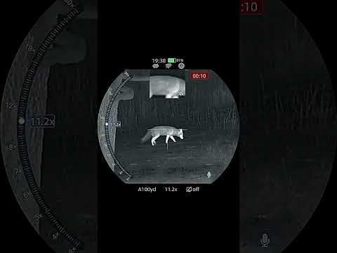 Thermal Hunting Wild Hogs With NocPix Rico2 R75S 1280 High Definition Scope