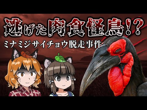 ノドサイチョウについて詳しく解説