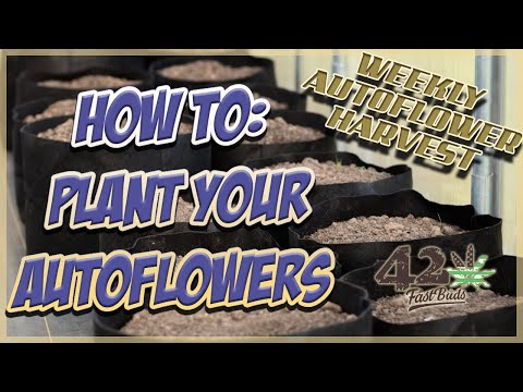 Auto Flower Weekly Harvest | Easy Germination Method Step by Step - Huge Plants are Easy!