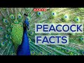 Interesting Facts About Peacocks And Peahens, Or The Peafowls