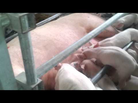 Prasiatka tiež chcú papať mliečko!