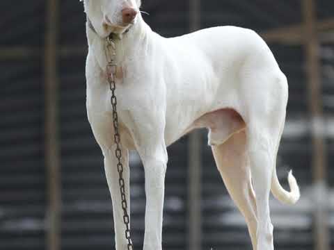 RAJPALYAM  DOG@ DRSKSINGH CHANNEL JAI SHREERAM