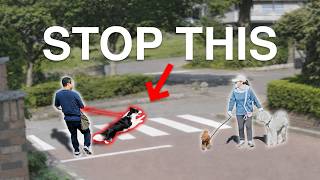 How We Fixed This Dog's Reactivity in 8-Weeks (Full Breakdown)