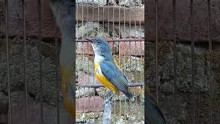 Download lagu Burung Kemade Bunga Api #Burung Kicau #Bird #Birds #BirdLover #AsianBirds #BirdsOfTheWorld mp3