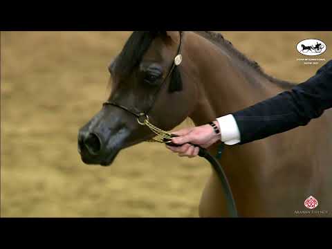 N 19 SULTANAT AL YAZAN   Doha International Arabian Horse Show 2022   Yearling Fillies Class 1B
