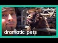 Dramatic Pets | The Pet Collective