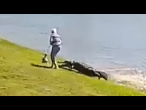 Family of 85-Year-Old Woman Killed by Alligator Sues Neighborhood