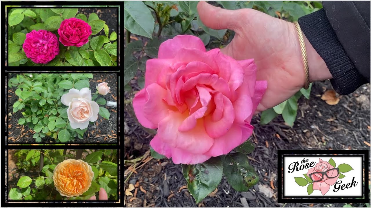 🌹 11 Roses: Abraham Darby, Crown Prince Margareta, Kordes Perfecta, Chicago Peace