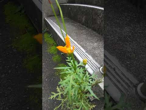 美しい春の野生の花 エーカー キンポウゲ ラナンキュラス アクリス