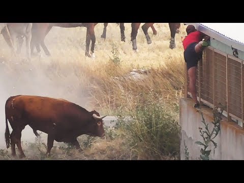 Toros Bravos Encierro Campero de Megeces 2019