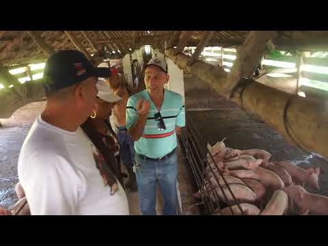 Evalúa primer secretario del Comité Provincial del Partido  la producción de alimentos en #Majibacoa